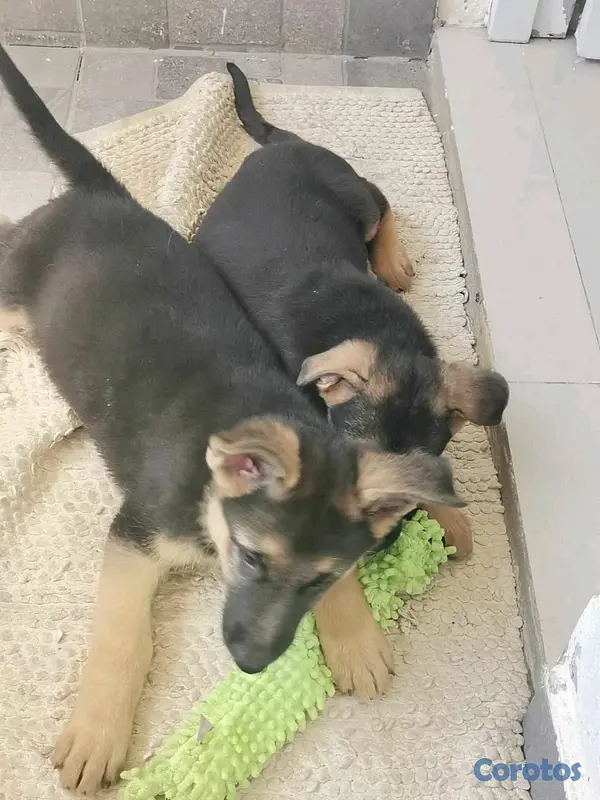 animales y mascotas - hermosos Cachorros pastor alemán  4