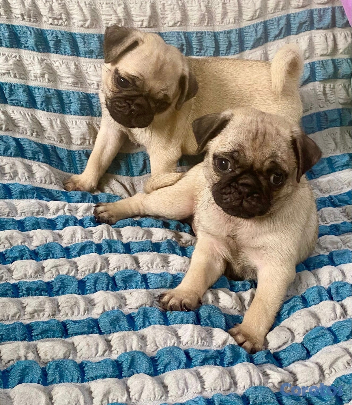 animales y mascotas -  Pug  macho y hembra 
con su dos primeras vacunas desparasita, padres presente  1