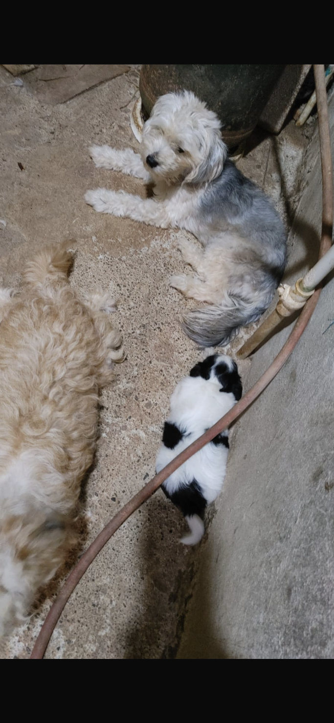 animales y mascotas - cachorros Shitzu ligado con poodle 5