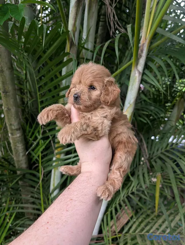 animales y mascotas - hermosos cachorritos goldendoodle 4