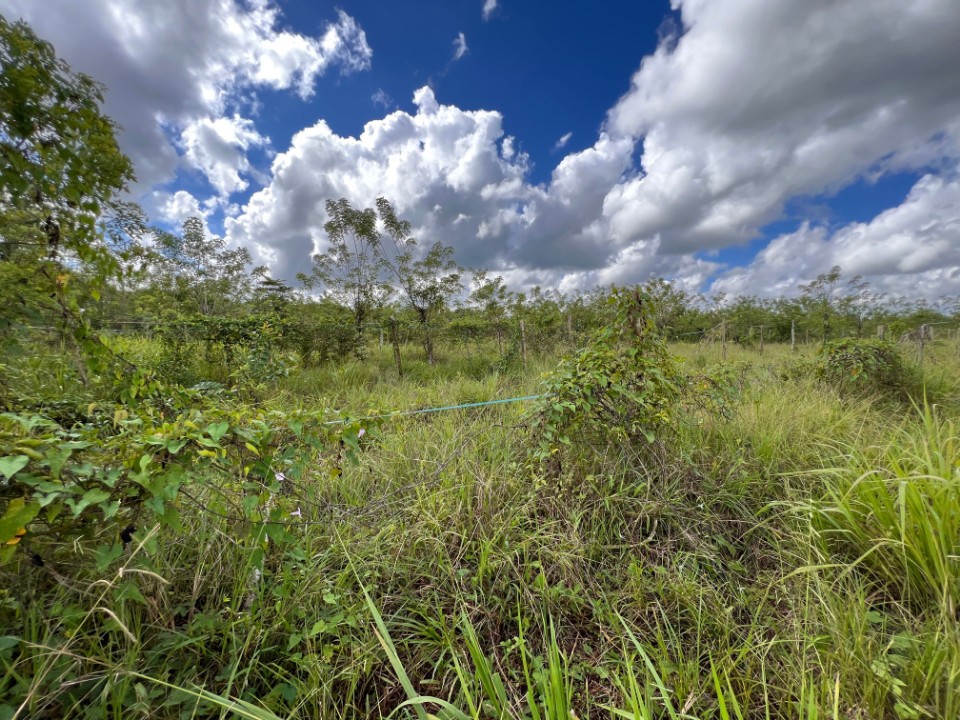 otros inmuebles - Finca en Venta en DAJAO 4