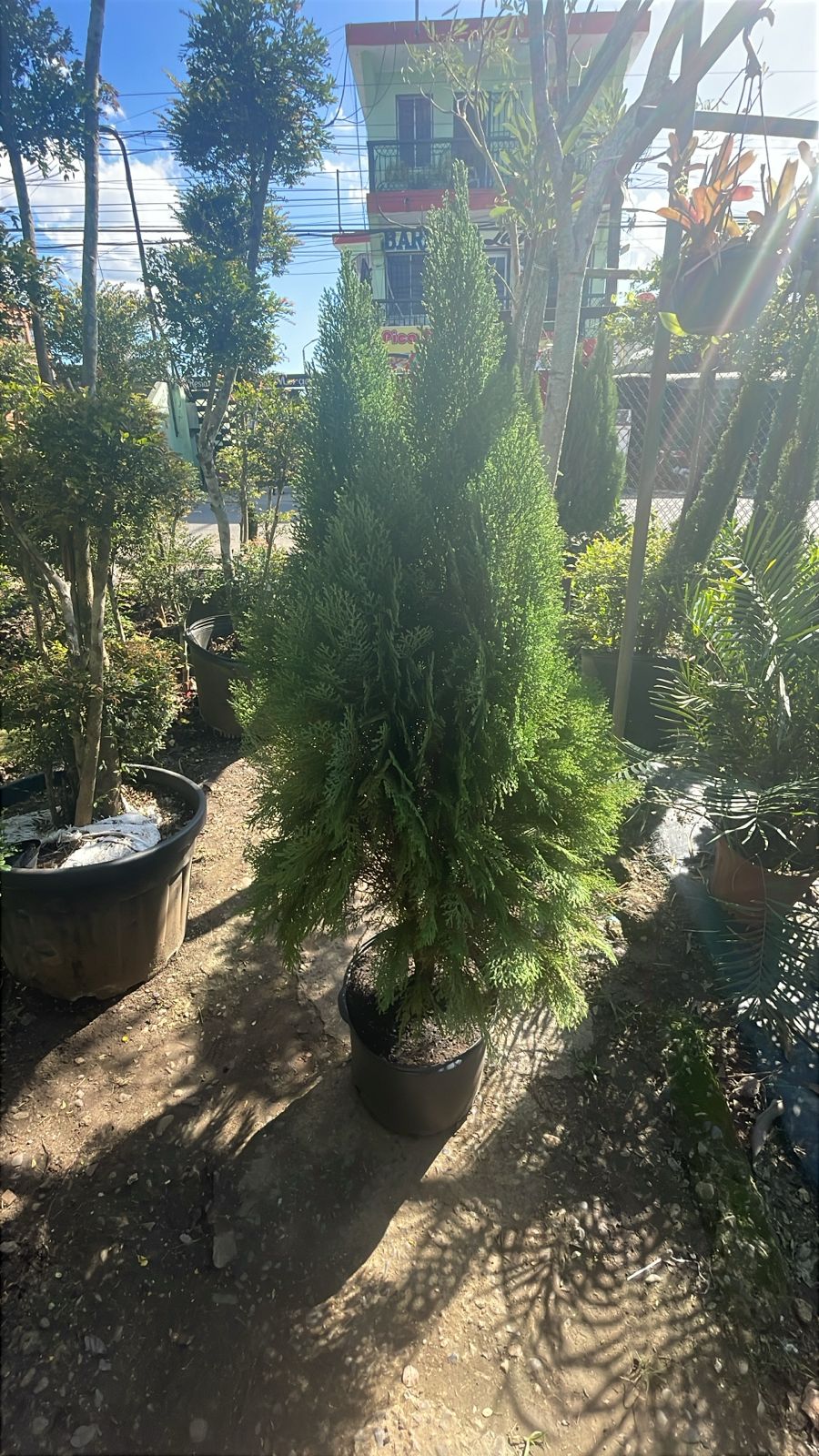 servicios profesionales - Alquiler de Plantas para Eventos 4