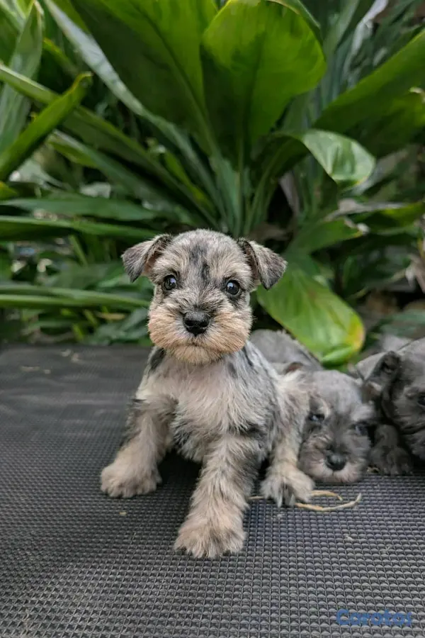 animales y mascotas - hermosos cachorritos de snauzer  3
