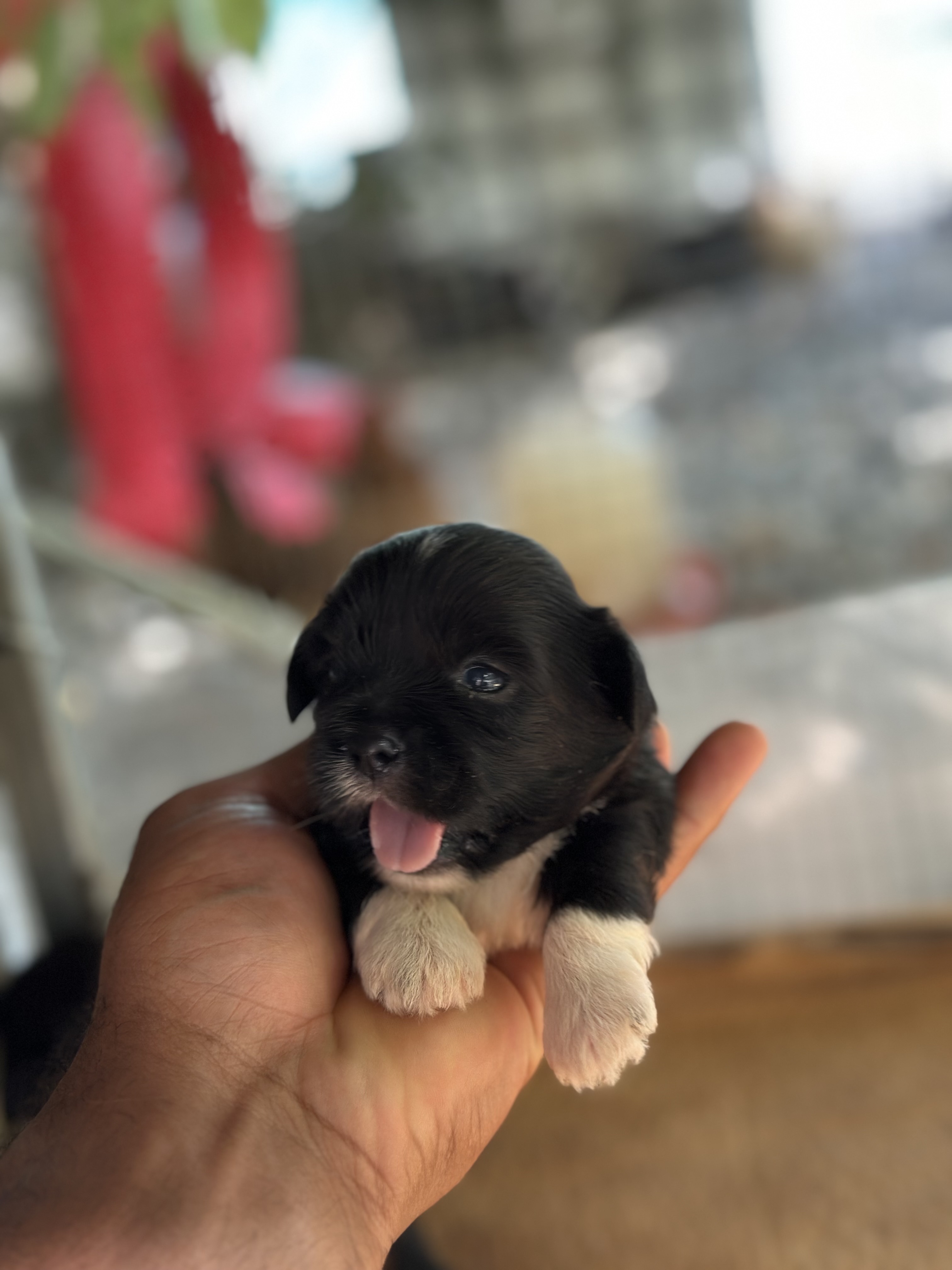 animales y mascotas - Shipoo macho ❤️🥰 buscando un nuevo hogar.  1