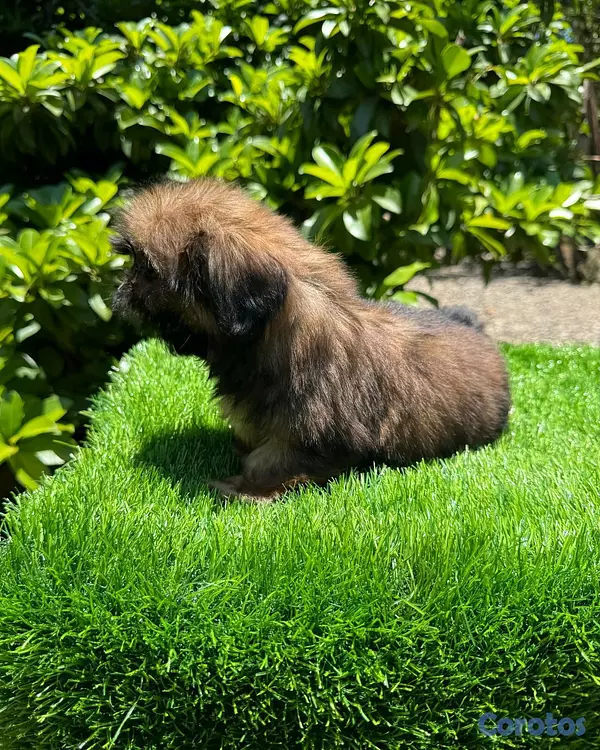 animales y mascotas - hermosos cachorrtios Pekines toy 4
