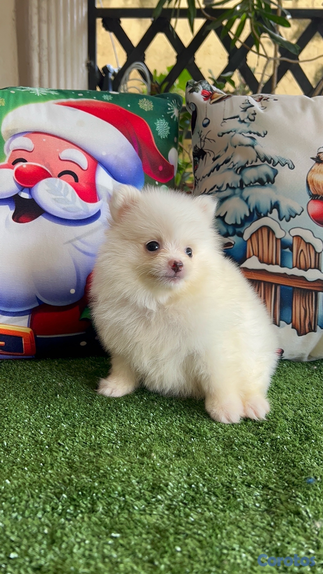 animales y mascotas - pomerania macho  2