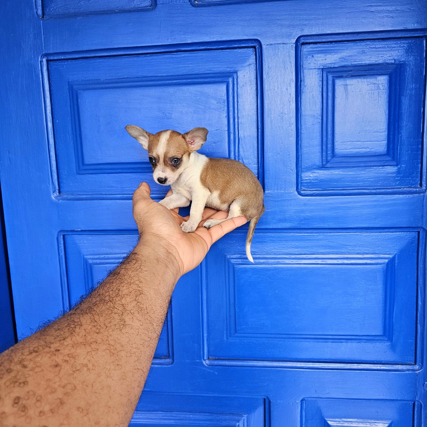 animales y mascotas - Chihuahua 100% puros 
