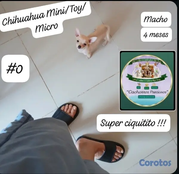 animales y mascotas - Chihuahua Mini/Toy/MIcro #0 5
