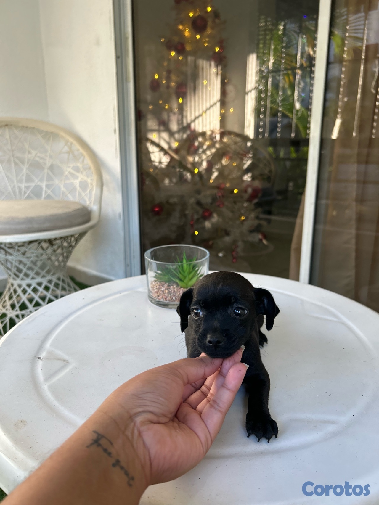 animales y mascotas - chihuahua HEMBRA 1