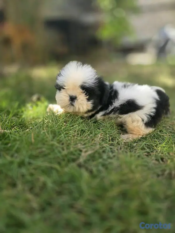 animales y mascotas - Cachorro Shihtzu Disp 2