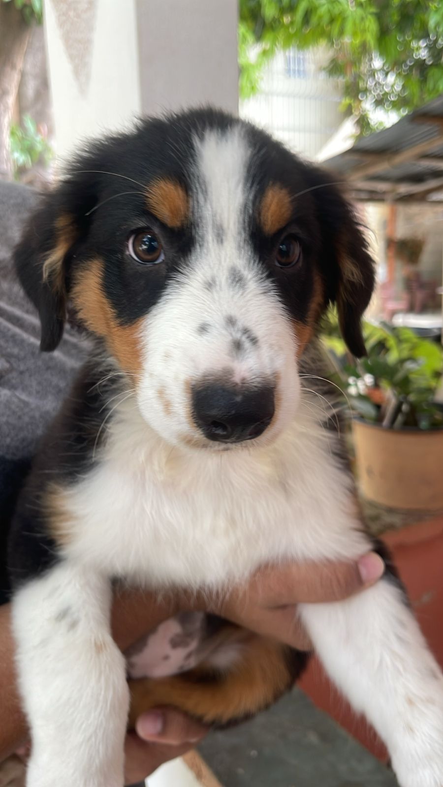 animales y mascotas - OFERTA CACHORRO PASTOR AUSTRALIANO HEMBRA EN SANTI