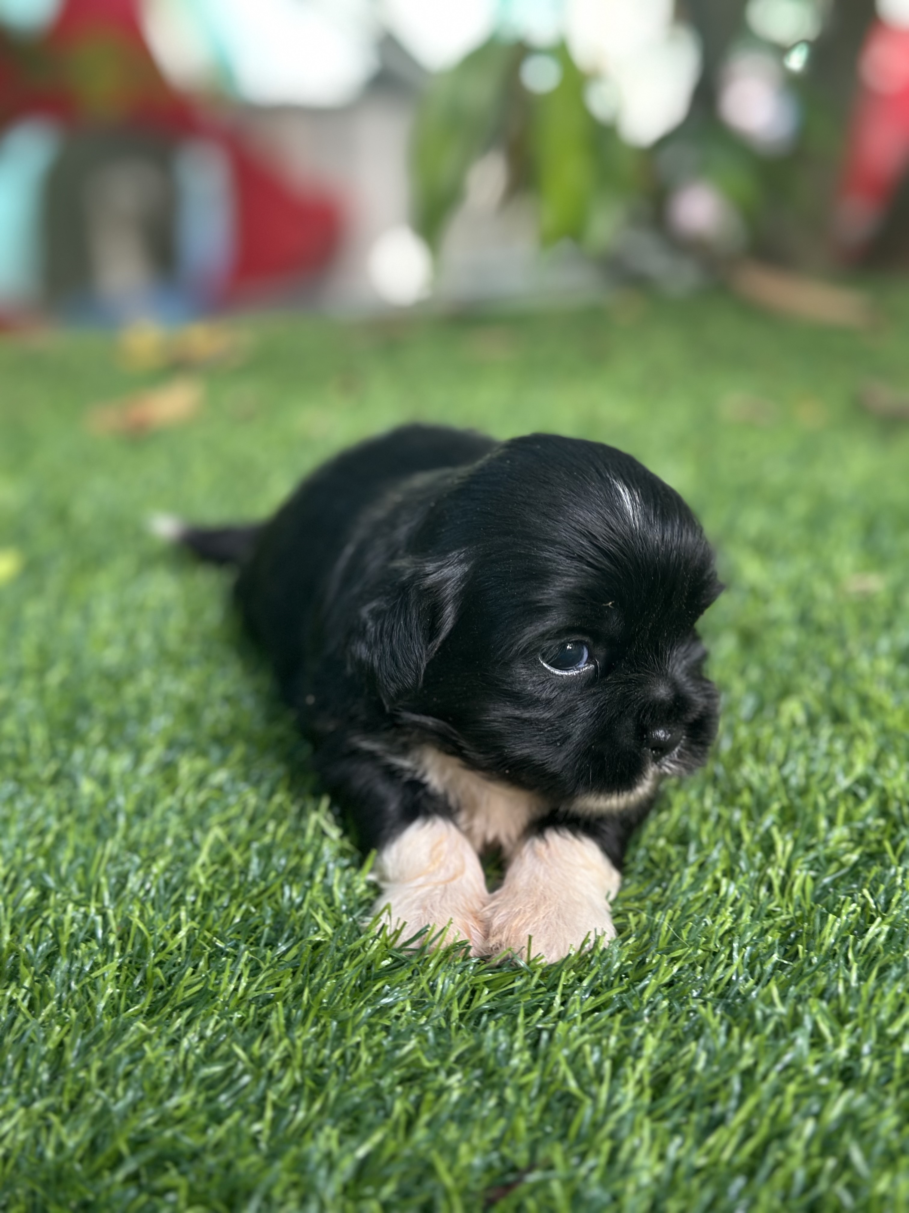 animales y mascotas - Shipoo macho ❤️🥰 buscando un nuevo hogar.  2