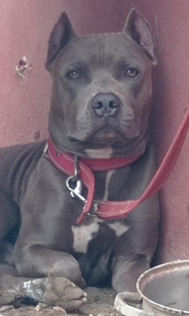 animales y mascotas - Perro pitbull disponible para monta