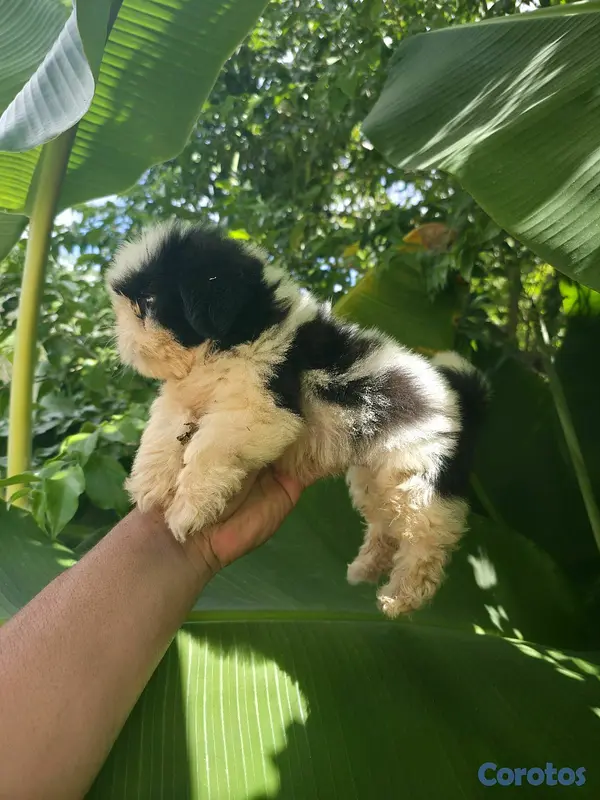 animales y mascotas - Cachorro Shihtzu Disp 3
