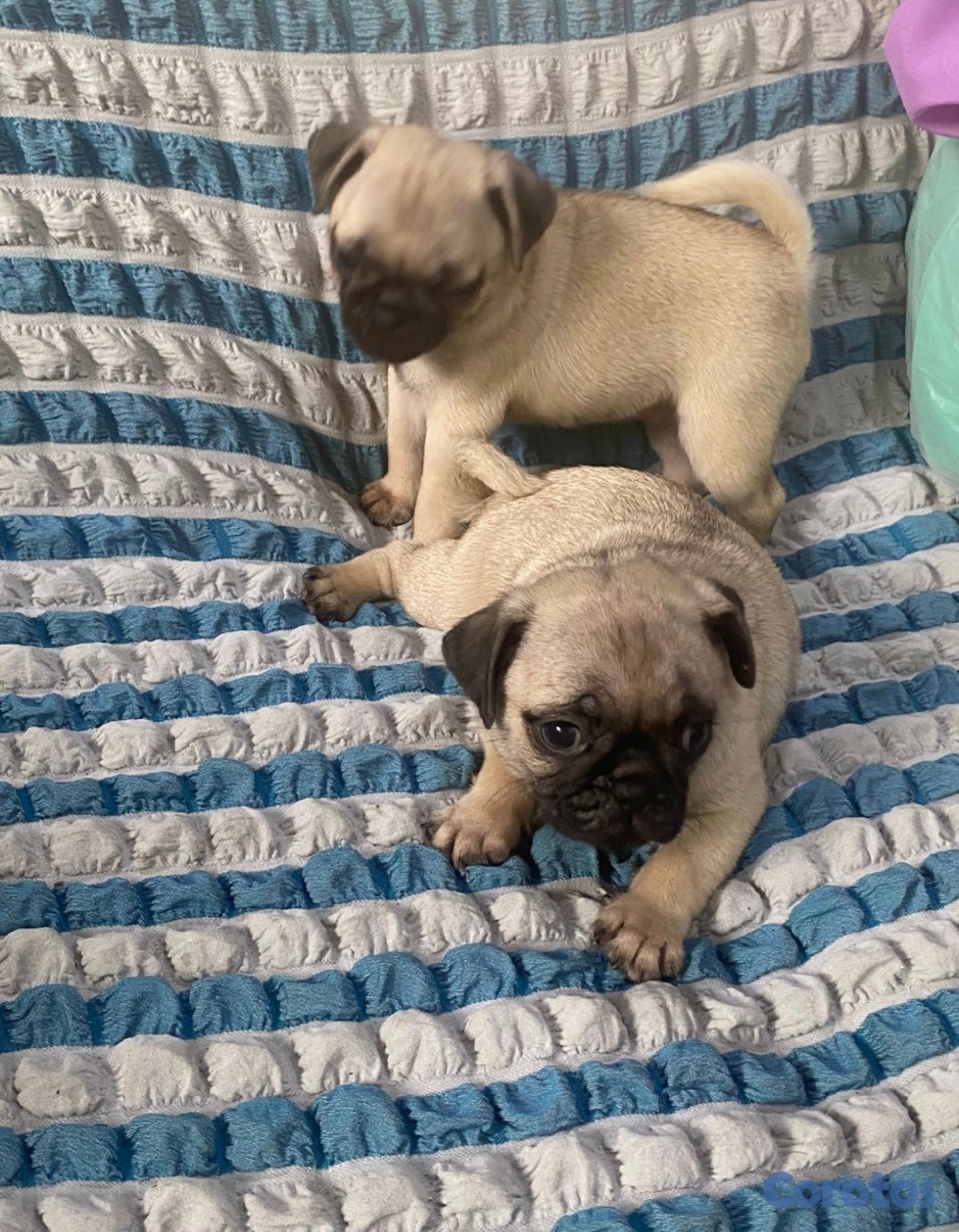 animales y mascotas -  Pug  macho y hembra 
con su dos primeras vacunas desparasita, padres presente  2