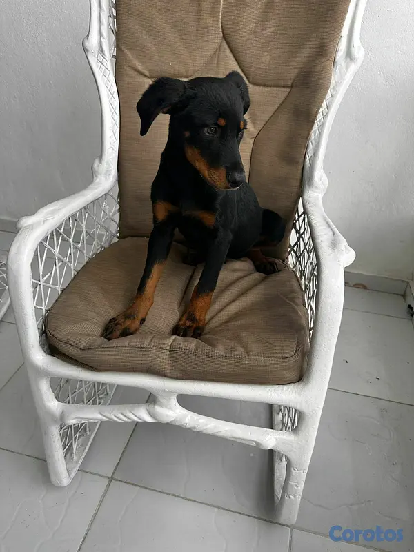 animales y mascotas - Perros Roteweiller 4