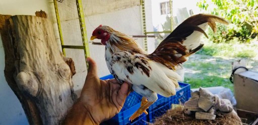 animales y mascotas - Kiris Puertorriqueños y kiki grifos, gallinas/gallinitas, periquitos y Hamsters 
