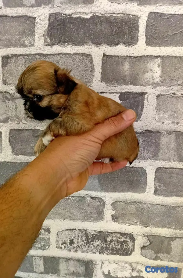animales y mascotas - hermosos cachorritos de shitzu mini  2