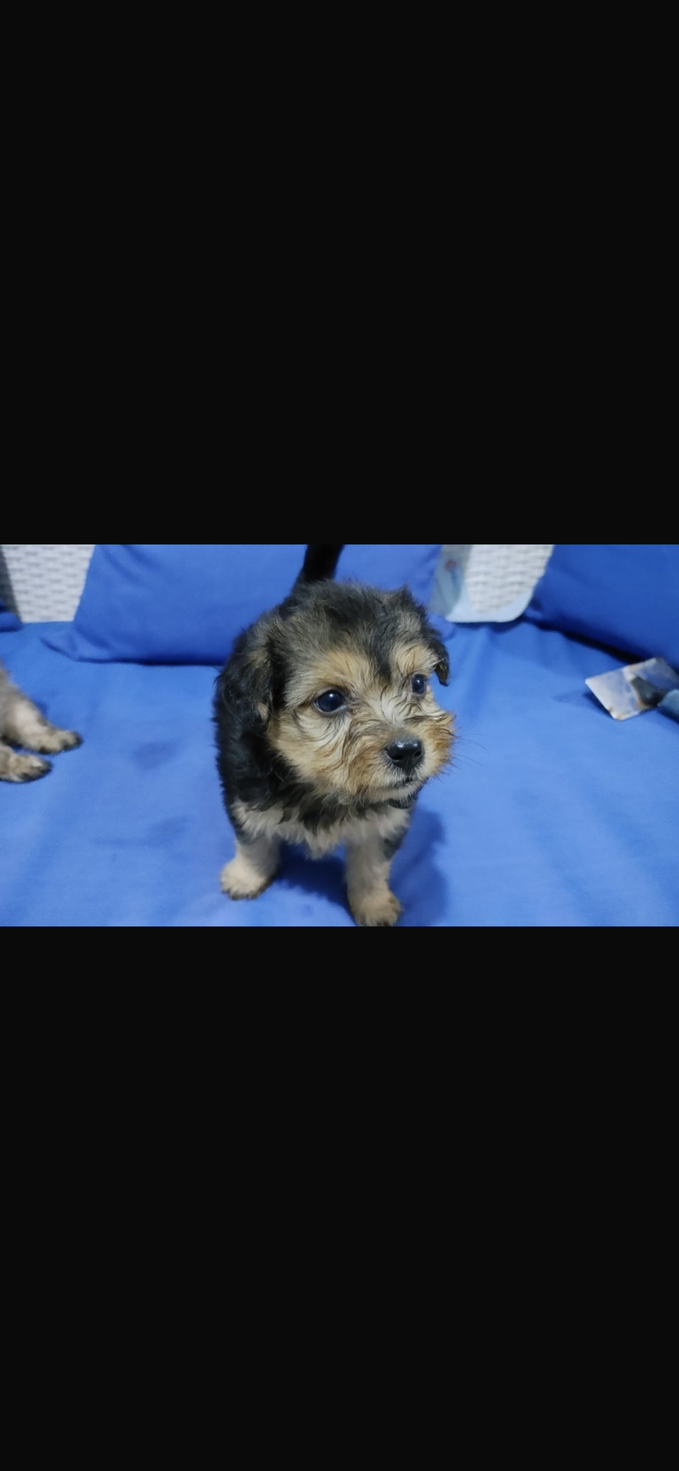 animales y mascotas - cachorros Shitzu ligado con poodle 8