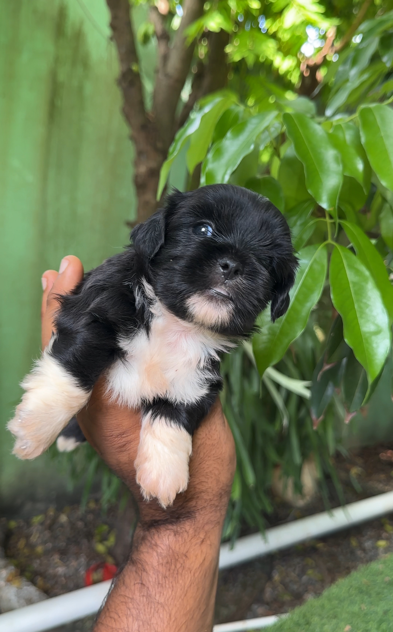 animales y mascotas - Shipoo macho ❤️🥰 buscando un nuevo hogar.  3
