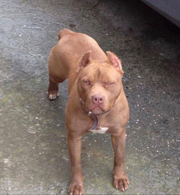 animales y mascotas - Cachorro de Raza American Pitbull  Terrier  Red Nose disponible.