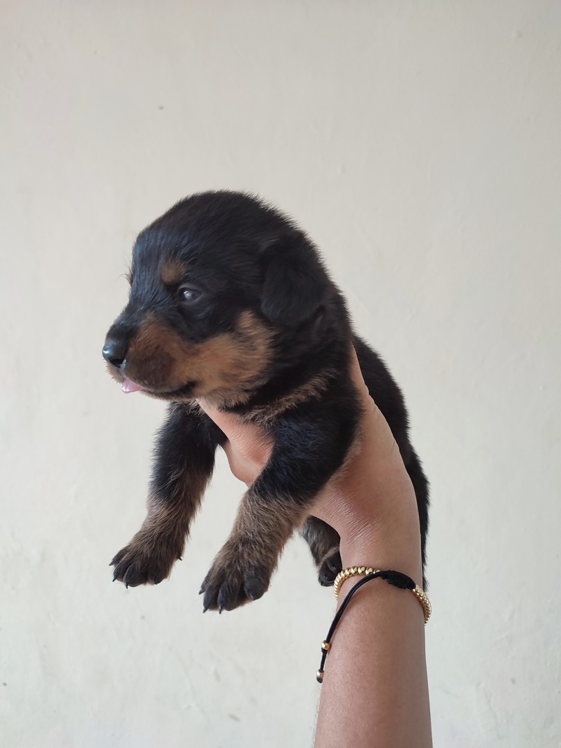 animales y mascotas - Cachorros rottweiler 9