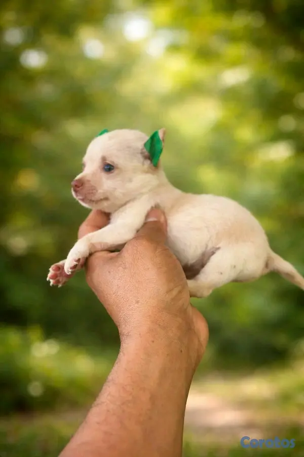 animales y mascotas - hermosos cachorritos chihuahua mini  2