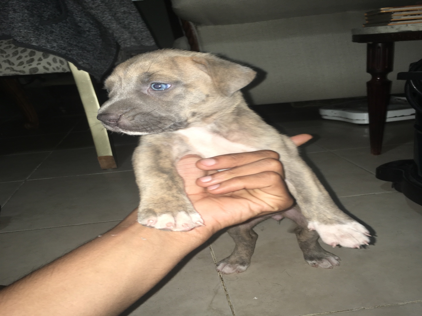 animales y mascotas - Pitbull blue blinder