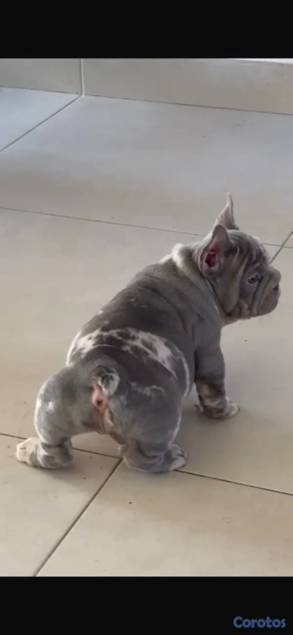 animales y mascotas - Bulldog Frances  2
