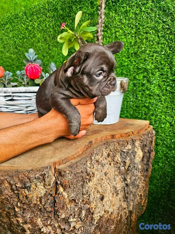 animales y mascotas - hermosos Cachorros Buldog frances  2