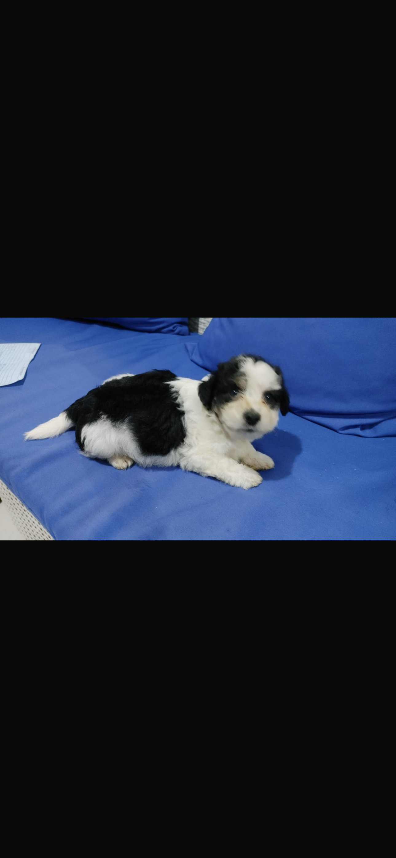 animales y mascotas - cachorros Shitzu ligado con poodle 9