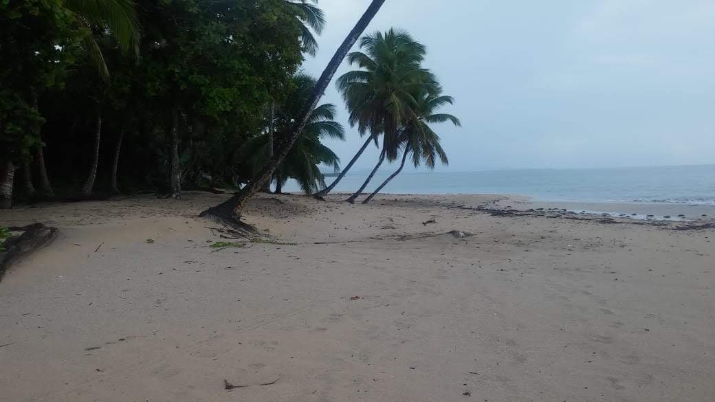 solares y terrenos - Vendo terreno en miche en primera línea de playa 146,400 5