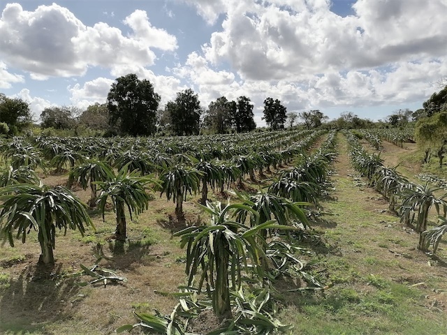 solares y terrenos - Venta de Finca en San Pedro de Macorís cok 3,300 tareas República Dominicana  6