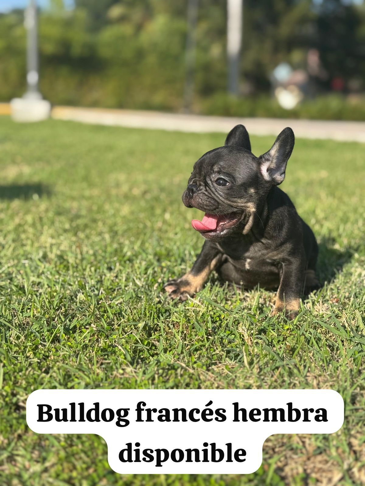 animales y mascotas - OFERTA CACHORRO BULLDOG FRANCES HEMBRA EN SANTO DO