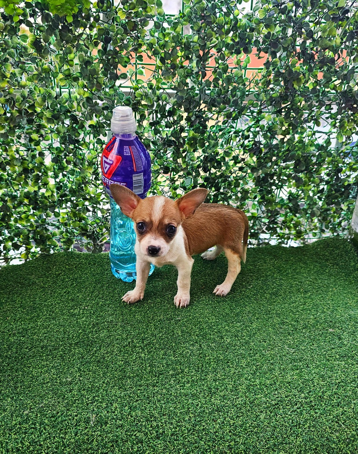animales y mascotas - Chihuahua 100% puros 
 1