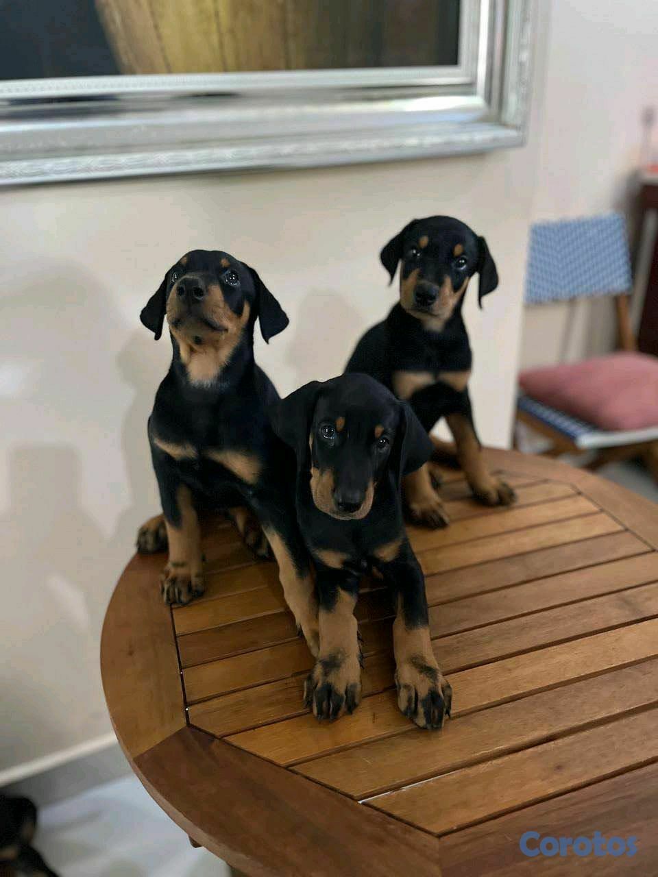 animales y mascotas - doberman  1