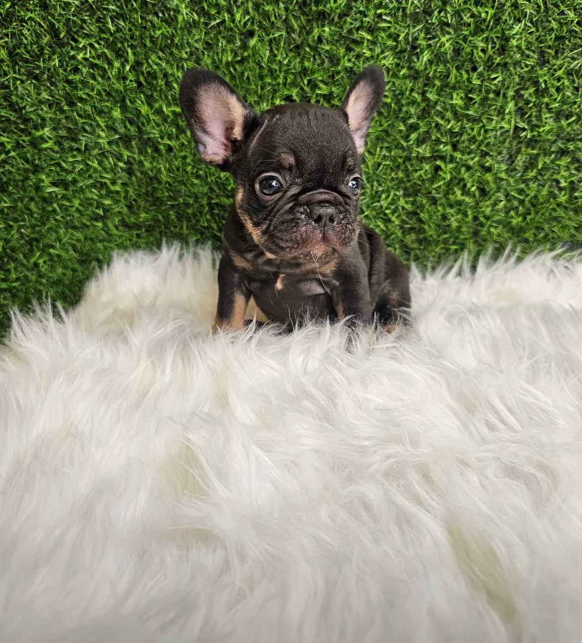 animales y mascotas - OFERTA CACHORRO BULLDOG FRANCES HEMBRA EN SANTO DO