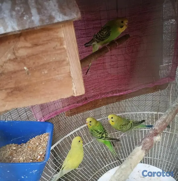 animales y mascotas - periquitos australianos  2