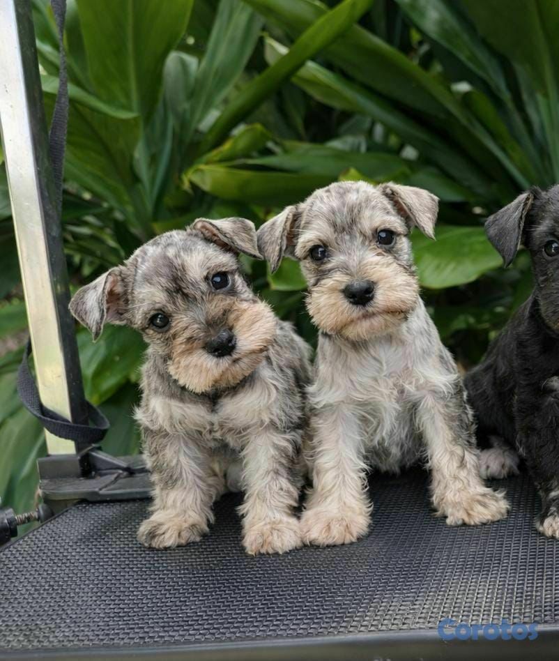 animales y mascotas - OFERTA CACHORRO SCHNAUZER MACHO EN UBICADO EN SANT