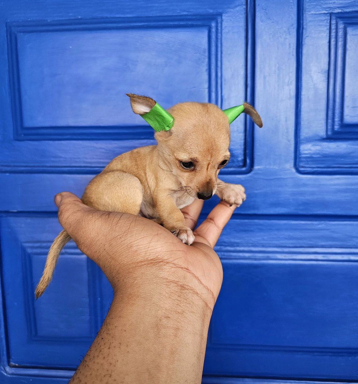 animales y mascotas - OFERTA CACHORRO CHIHUAHUA HEMBRA EN SANTO DOMINGO 
