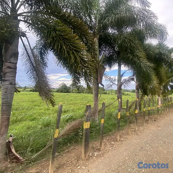 solares y terrenos - finca de 3600 tareas llanas de ganadería en cotui  6