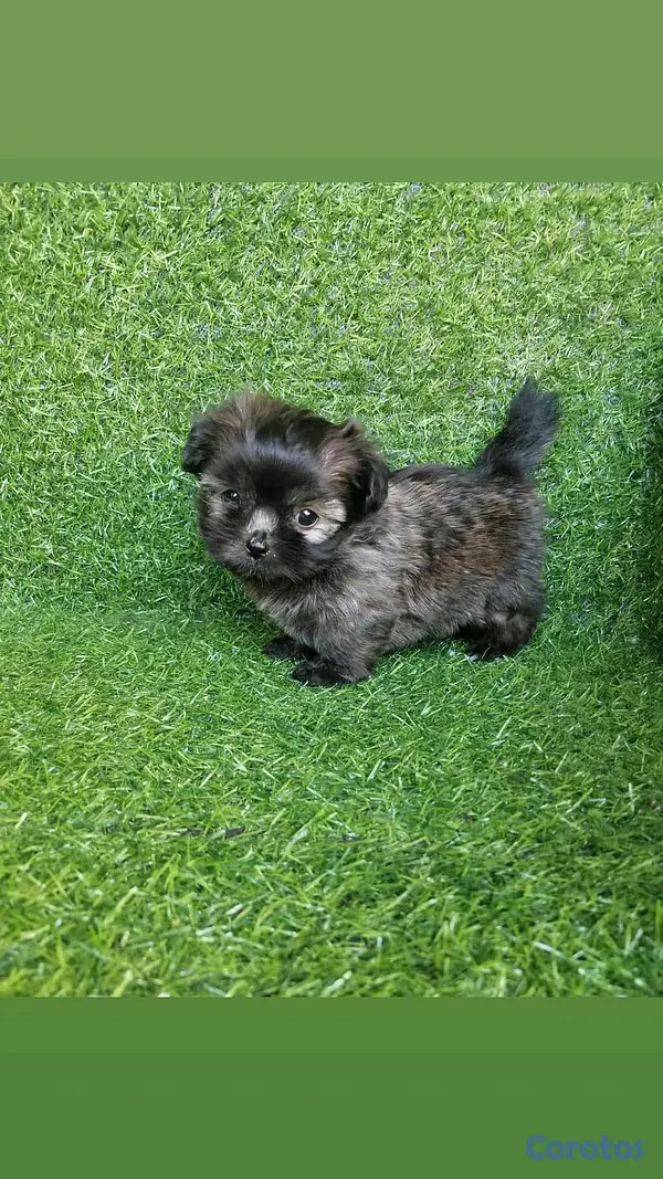 animales y mascotas - hermosos cachorritos shipoo toy 6