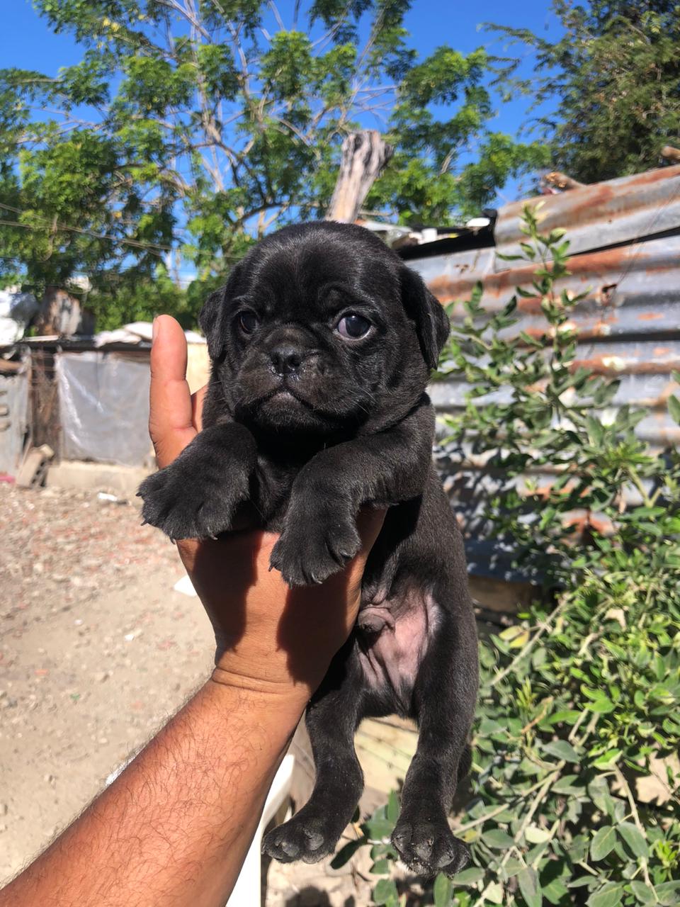 animales y mascotas - Pug macho