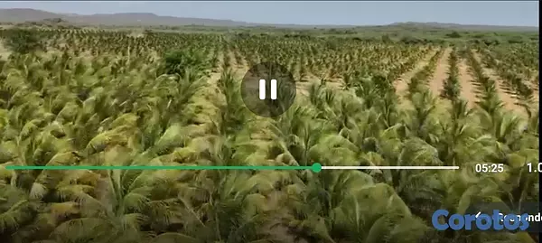 solares y terrenos - Finca de coco Enanos, Favor Solo cliente no broker 8