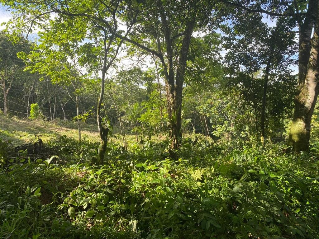 solares y terrenos - Finca en la Cumbre, Arroyo Vuelta Arriba 1