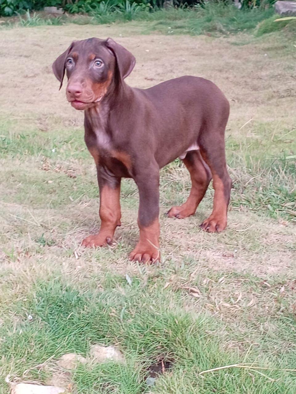 animales y mascotas - doberman  2