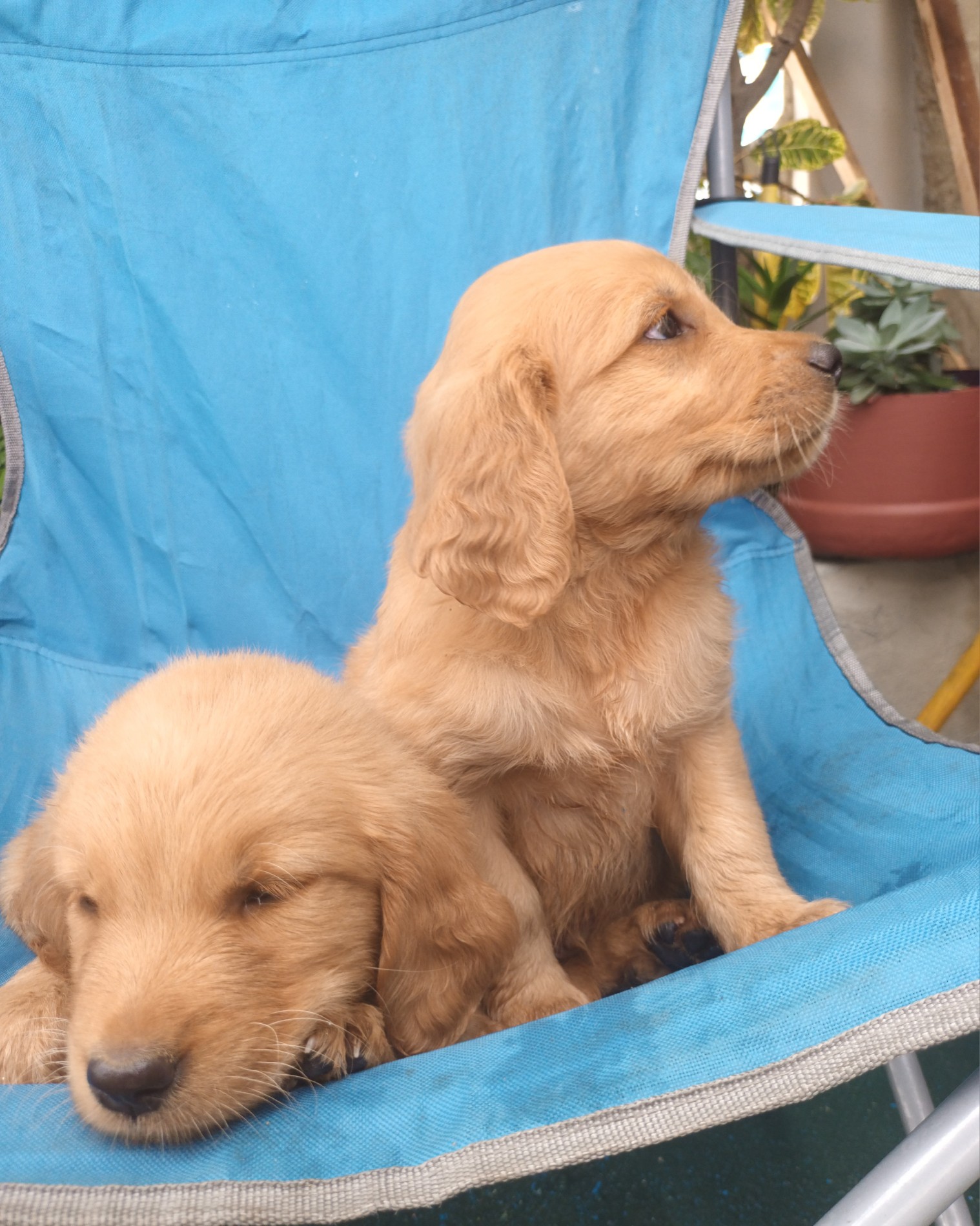 animales y mascotas - Hermoso cachorros Golden  Retriever listo para entregar vacunas al día  2