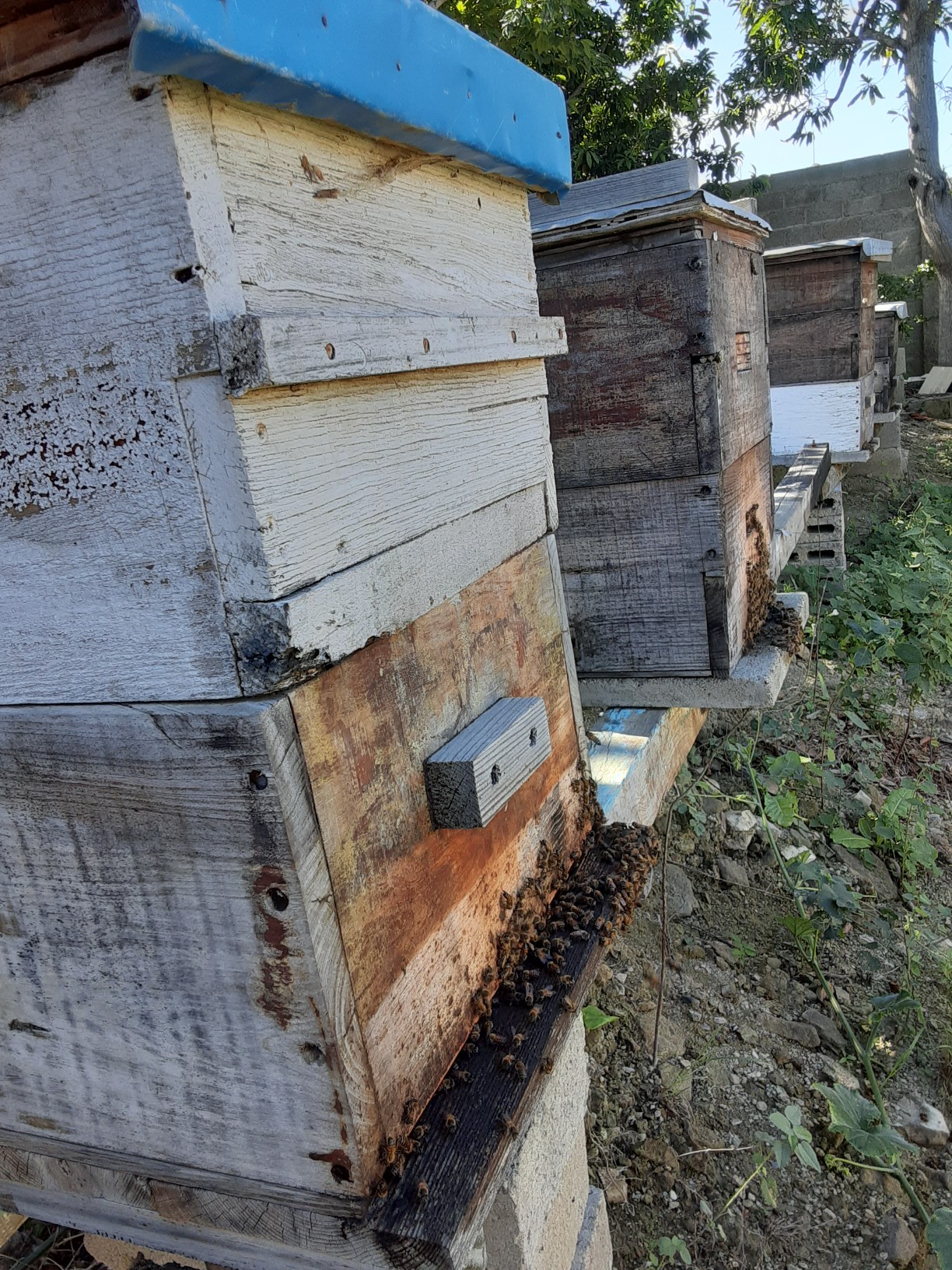 Miel pura organica
 de abejas 