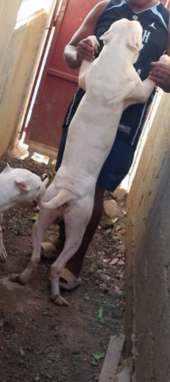 animales y mascotas - Dogo Argentino cachorros  2