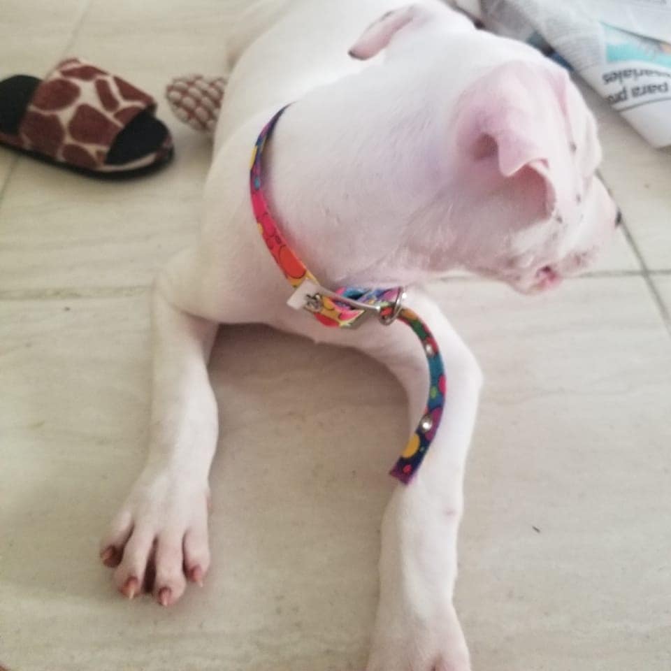 animales y mascotas - Pittsburgh cachorro 100% pura raza, con 2 meses de edad...